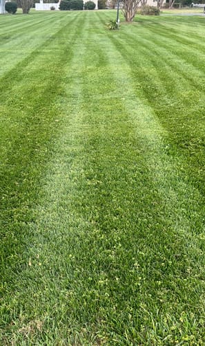 Customer photo review of GCI Turf Spreader Elite Grass Seed