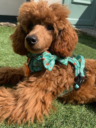 Customer photo review of Tough Trails™ Harness - Clemmie