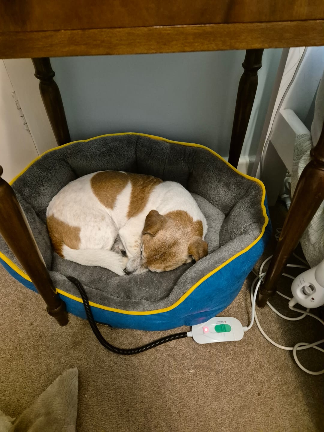 Customer photo review of PaWz Electric Pet Heater Bed Thermal Protection