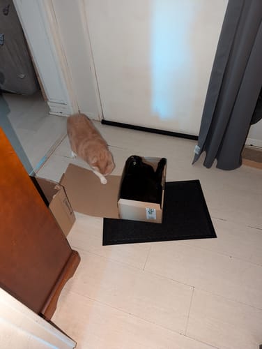 Customer photo review of Multipack d'effilés (chat stérilisé et chat adulte)