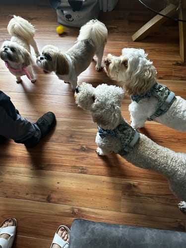 Customer photo review of Disney© Tough Trails™ Harness - 100 Aker Wood