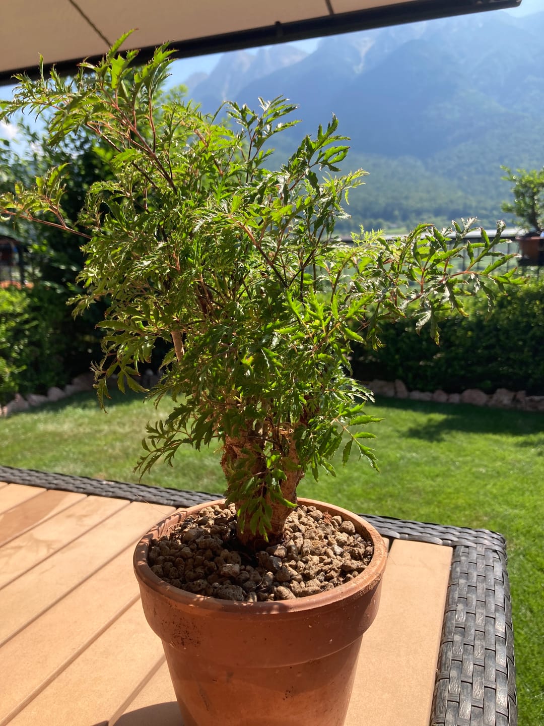 Customer photo review of TIGER CB® (substrato premium ad alte prestazioni)