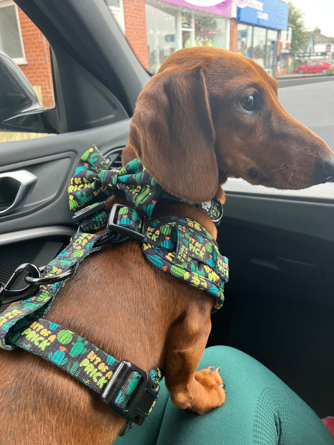 Customer photo review of Bit of a prick harness