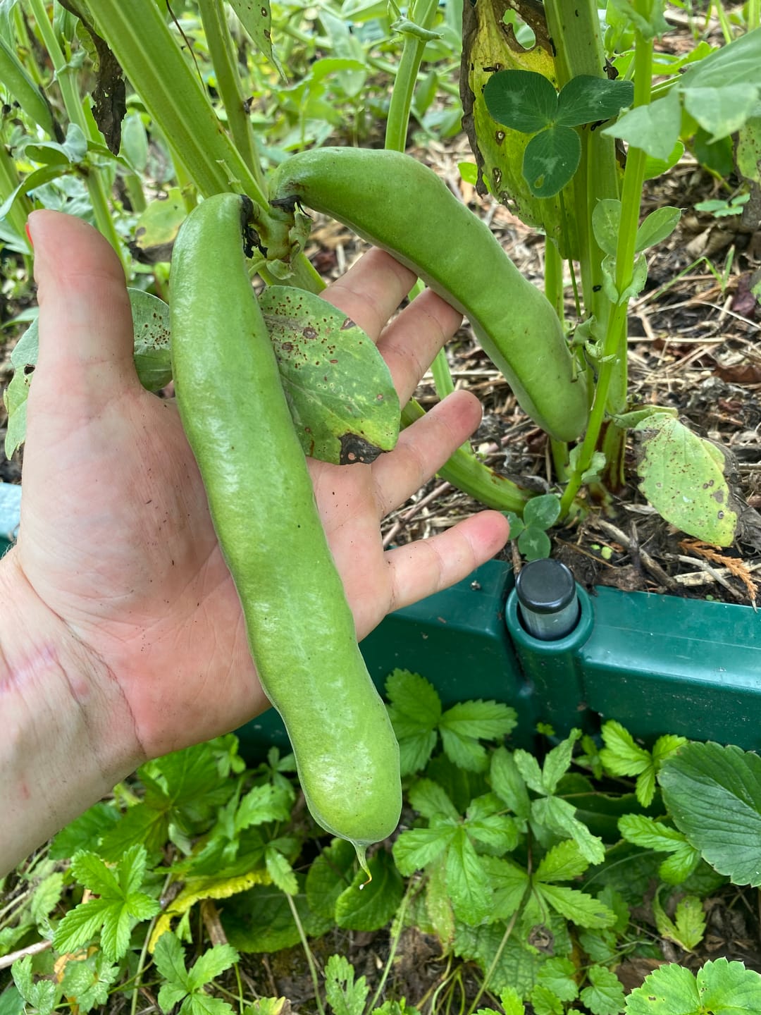 Customer photo review of Dicke Bohne ‘Hangdown Grünkernig’