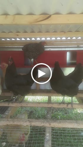 Customer video review of Large (54") - Reversible Rollout Nest Box (Up to 52 Hens) - Backordered (Expected to ship July - 10th)