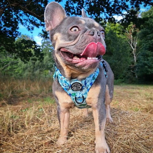 Customer photo review of Tough Trails™ Harness - Dinky Dino