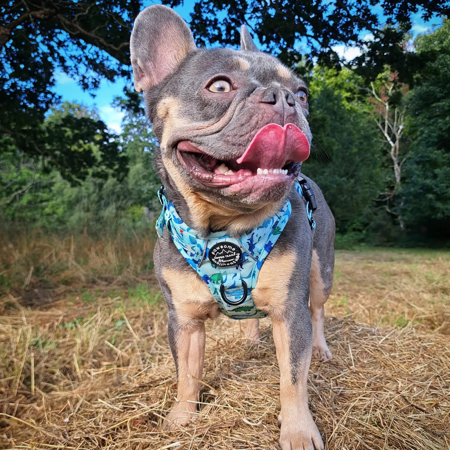 Customer photo review of Tough Trails™ Harness - Dinky Dino