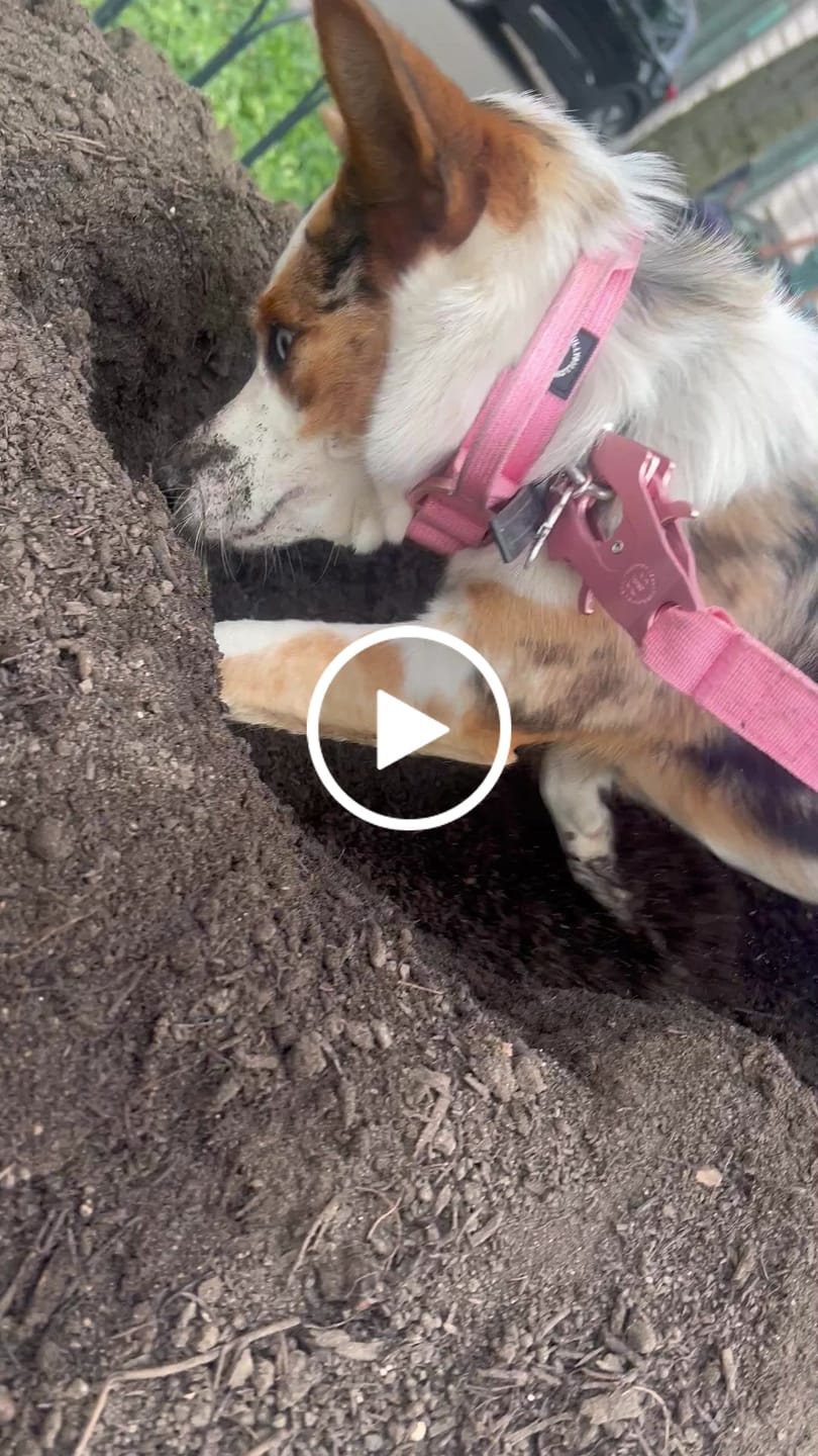 Customer video review of 1.4m LIGHTER Swivel Combat Leash | Neoprene Lined, Secure Rated Clip with Soft Handle - Pink x Pink