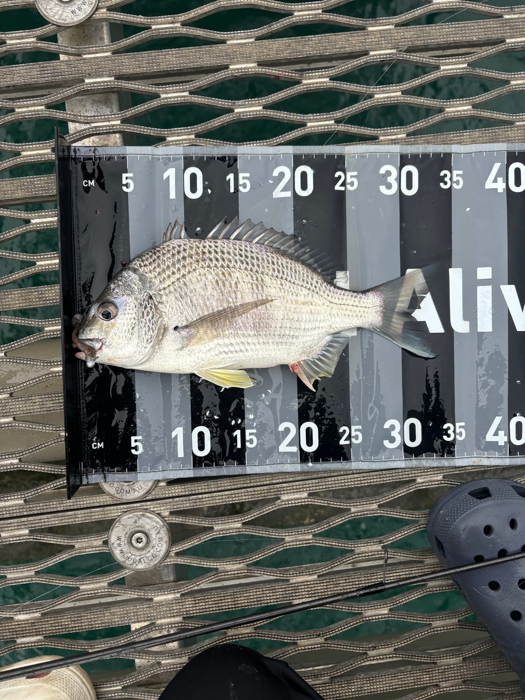 Customer photo review of GUPPIE SHAD - 2.25"