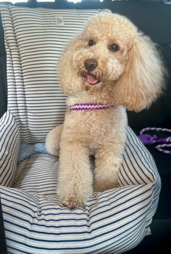 Customer photo review of Gioco Osso