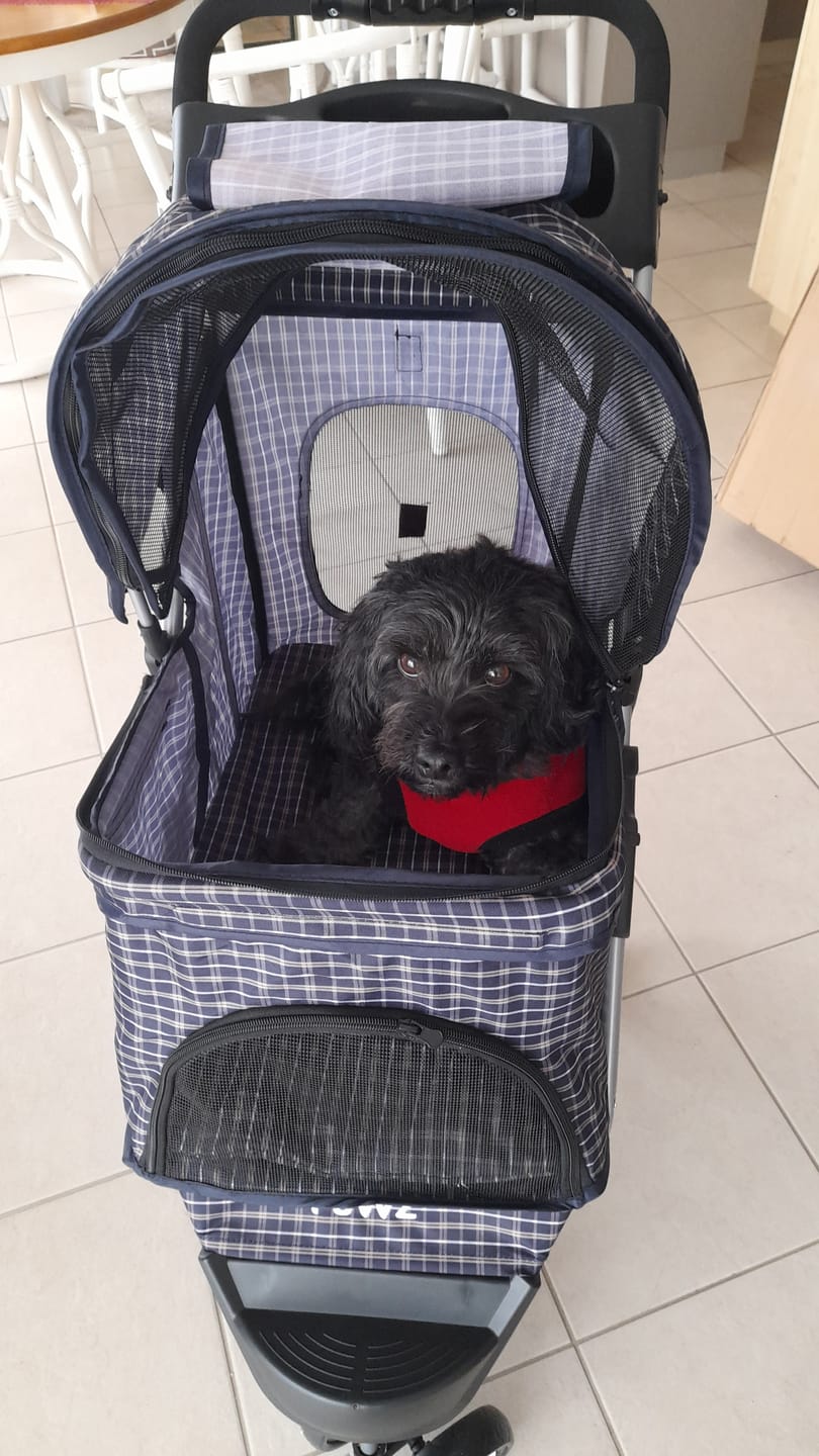 Customer photo review of PaWz Large Dog Stroller - 3 Wheels