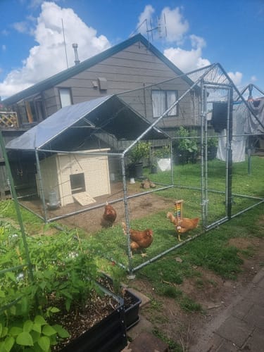 Customer photo review of Walk-in Chicken Run with Waterproof Cover 3m x 2m