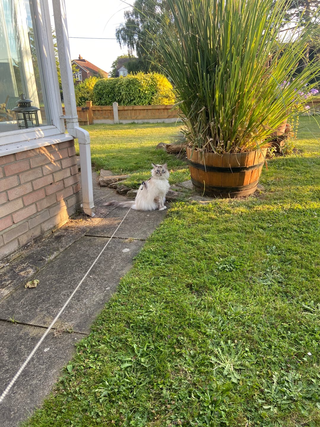 Customer photo review of Cat Duo Pack