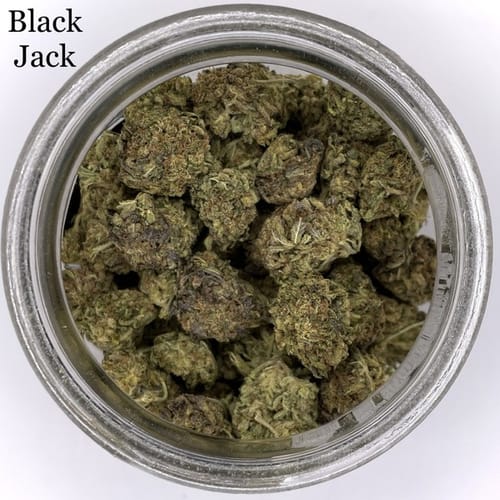 Customer photo review of FLOWER D-8 D-9 THC-P BLEND Black Jack 18g