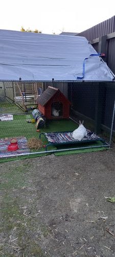 Customer photo review of Walk-in Chicken Run with Waterproof Cover 3m x 2m
