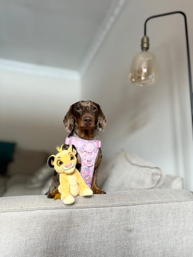 Customer photo review of Disney© Tough Trails™ Harness - Nala