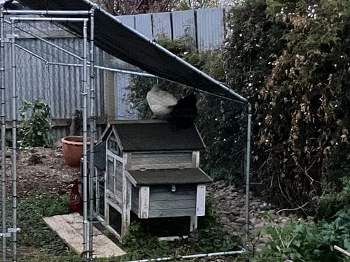 Customer photo review of Walk-in Chicken Run with Waterproof Cover 6m x 3m-With One Cover