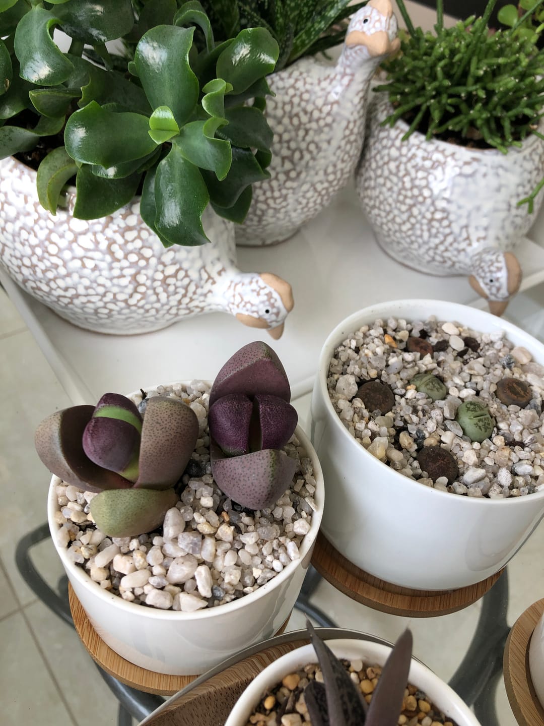 Customer photo review of Pleiospilos nellii 'Royal Flush'