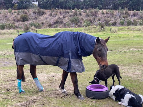 Customer photo review of Zilco Woolguard Combo Cover