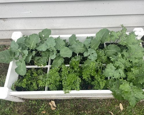 Customer photo review of Modular Raised Garden Bed with Grow Grid 115 x 57 x 33cm