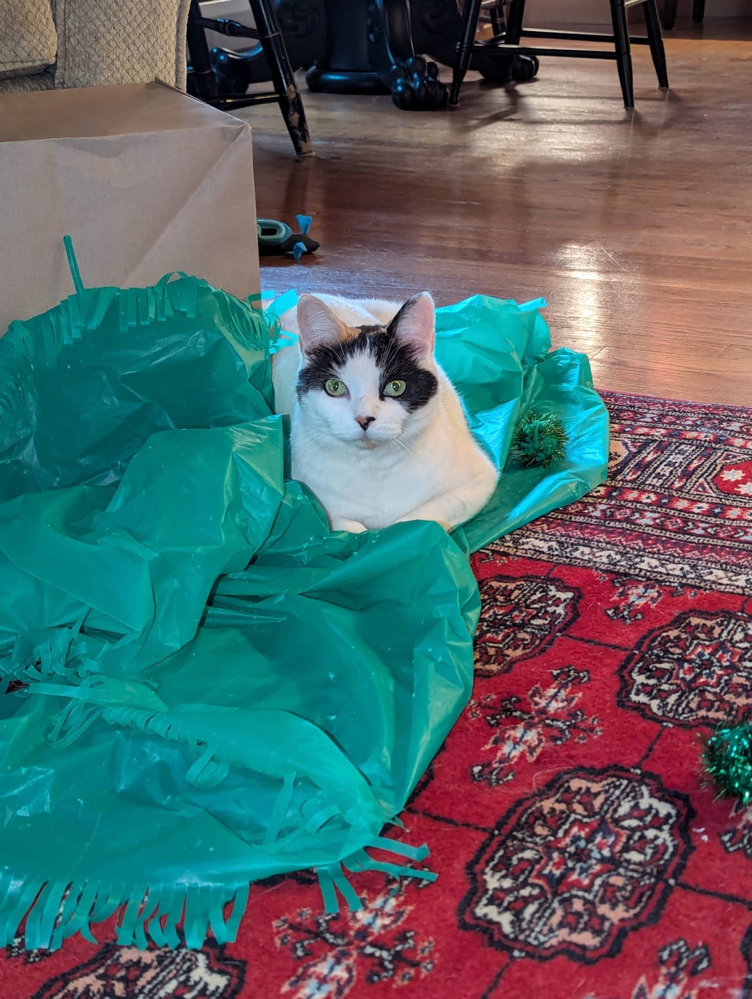 Customer photo review of Magic Carpet