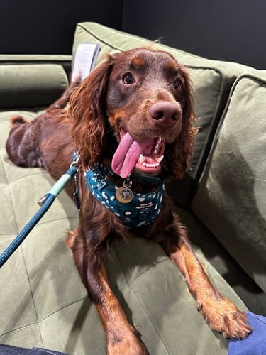 Customer photo review of 4ft Rope Lead - Emerald and Mint