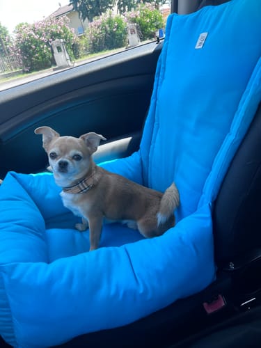 Customer photo review of Seggiolino Auto Cotone Siena Turchese