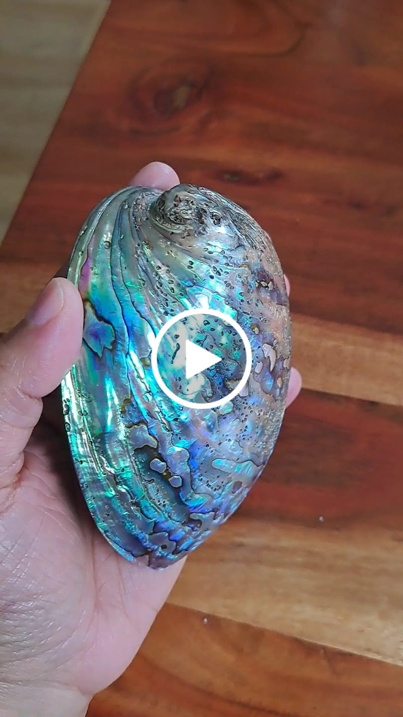 Customer video review of Abalone naturel (Ormeau)