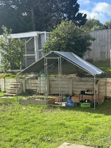Customer photo review of Walk-in Chicken Run with Waterproof Cover 3m x 2m