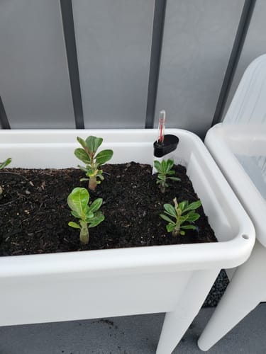 Customer photo review of Greenpod Raised Garden Bed with Cover - White