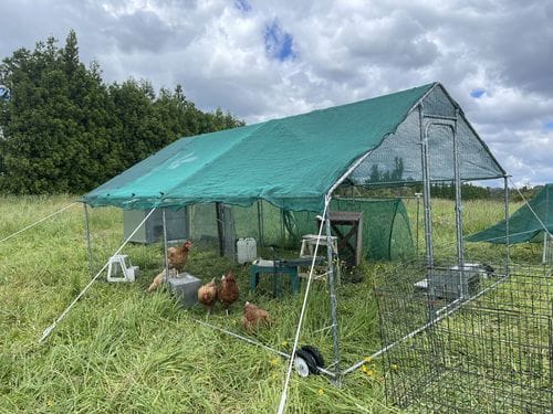 Customer photo review of Walk-in Chicken Run with Waterproof Cover 4m x 3m