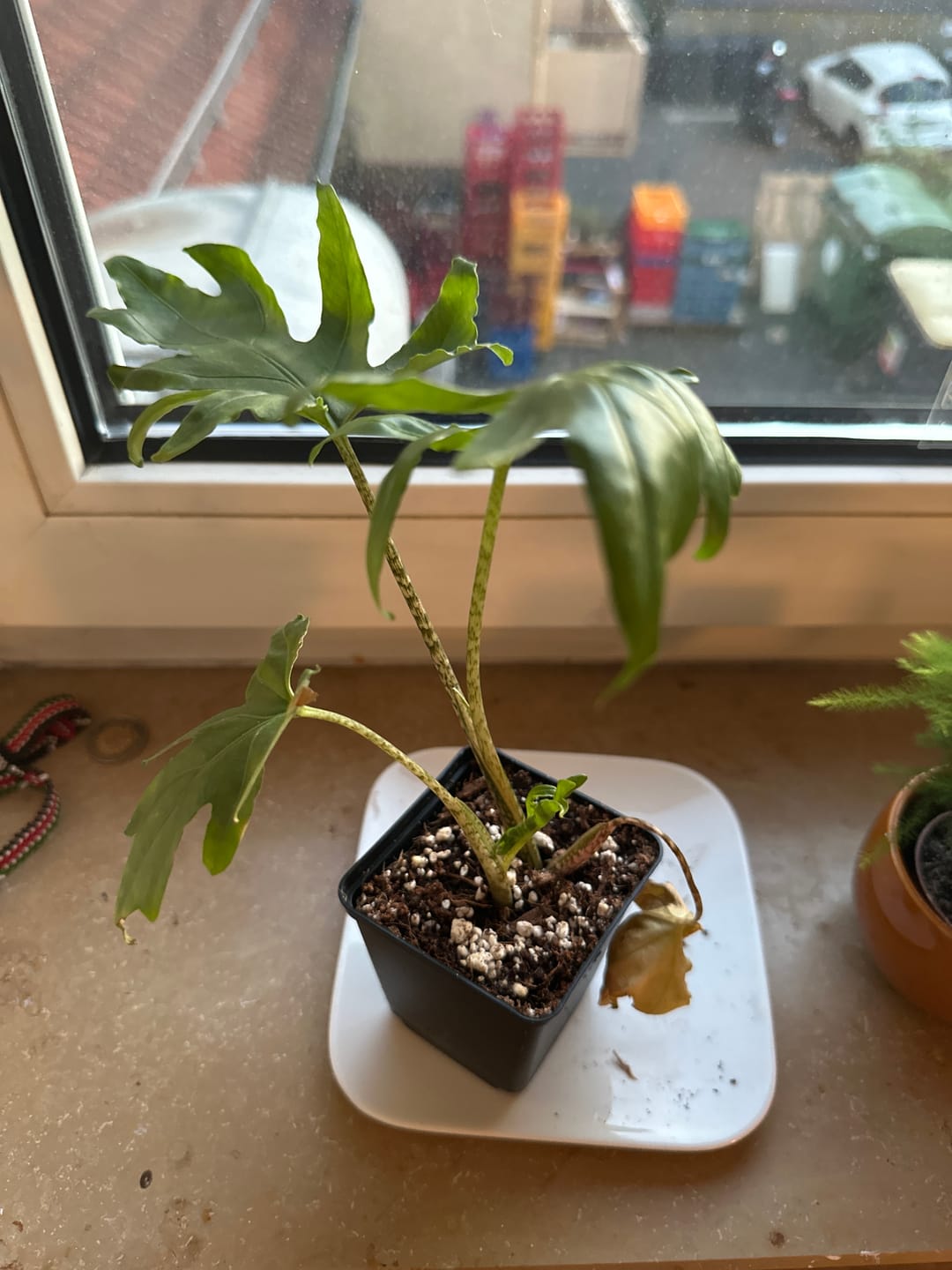 Customer photo review of ALOCASIA BRANCIFOLIA PINK PASSION