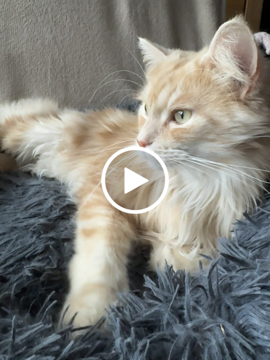 Customer video review of Allergietest Plus Katze