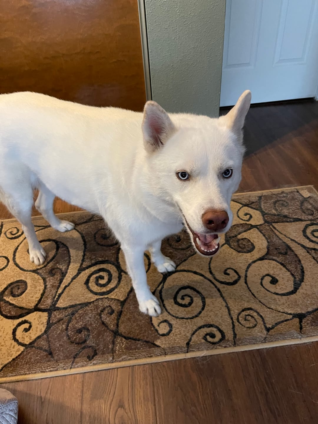 Customer photo review of Original Pet Grooming Vacuum Kit