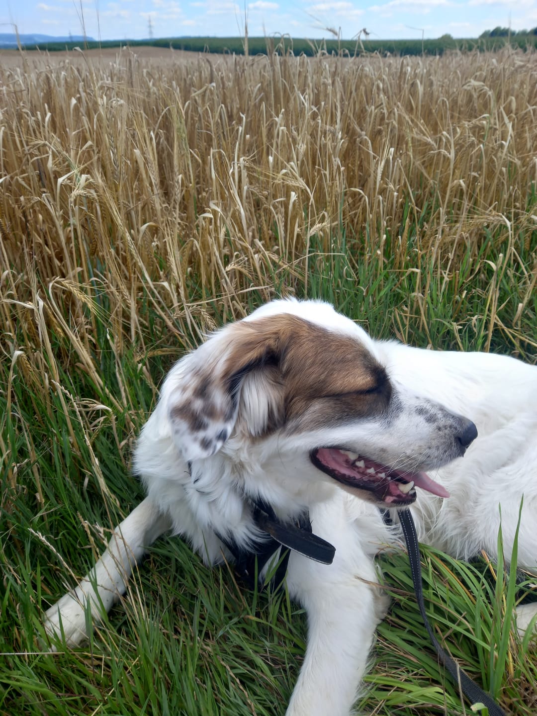Customer photo review of Allergietest - Tierische Proteine Hund