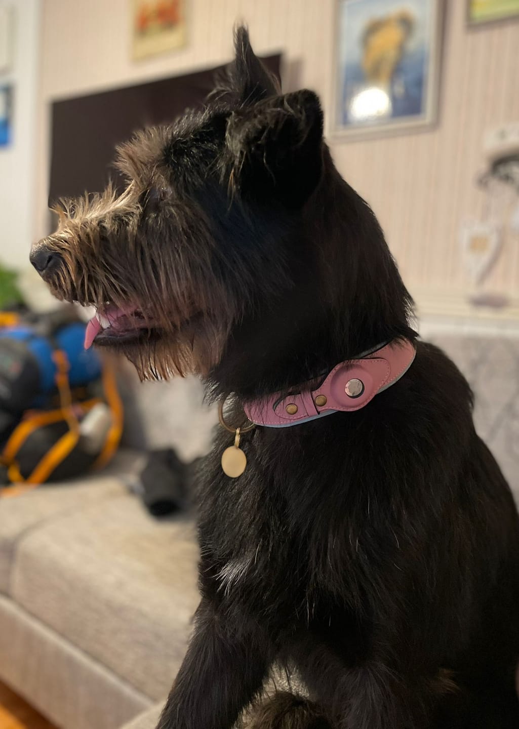Customer photo review of Keepaws™ Leather AirTag Collar