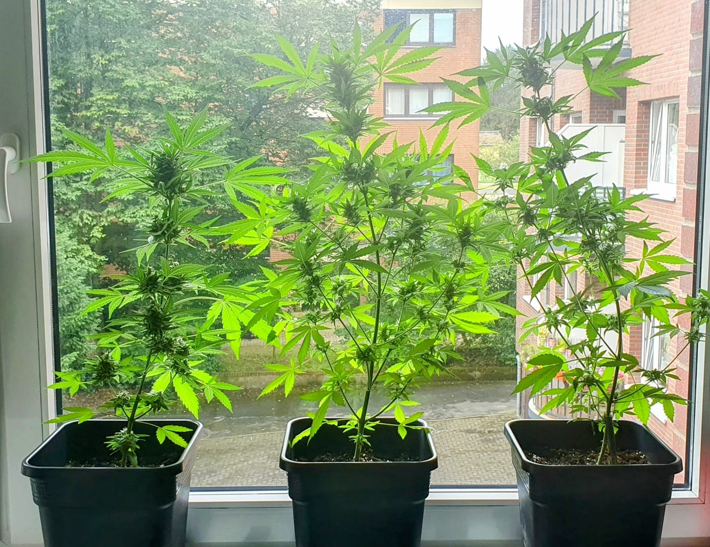 Customer photo review of Blueberry Skittlez 040 Autoflowering Samen – ab dem 01.04.2024 verfügbar