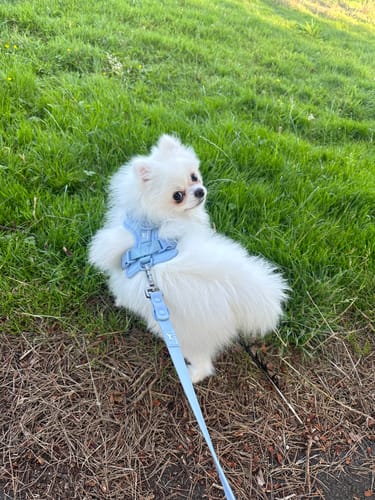 Customer photo review of Solace Adjustable Dog Harness