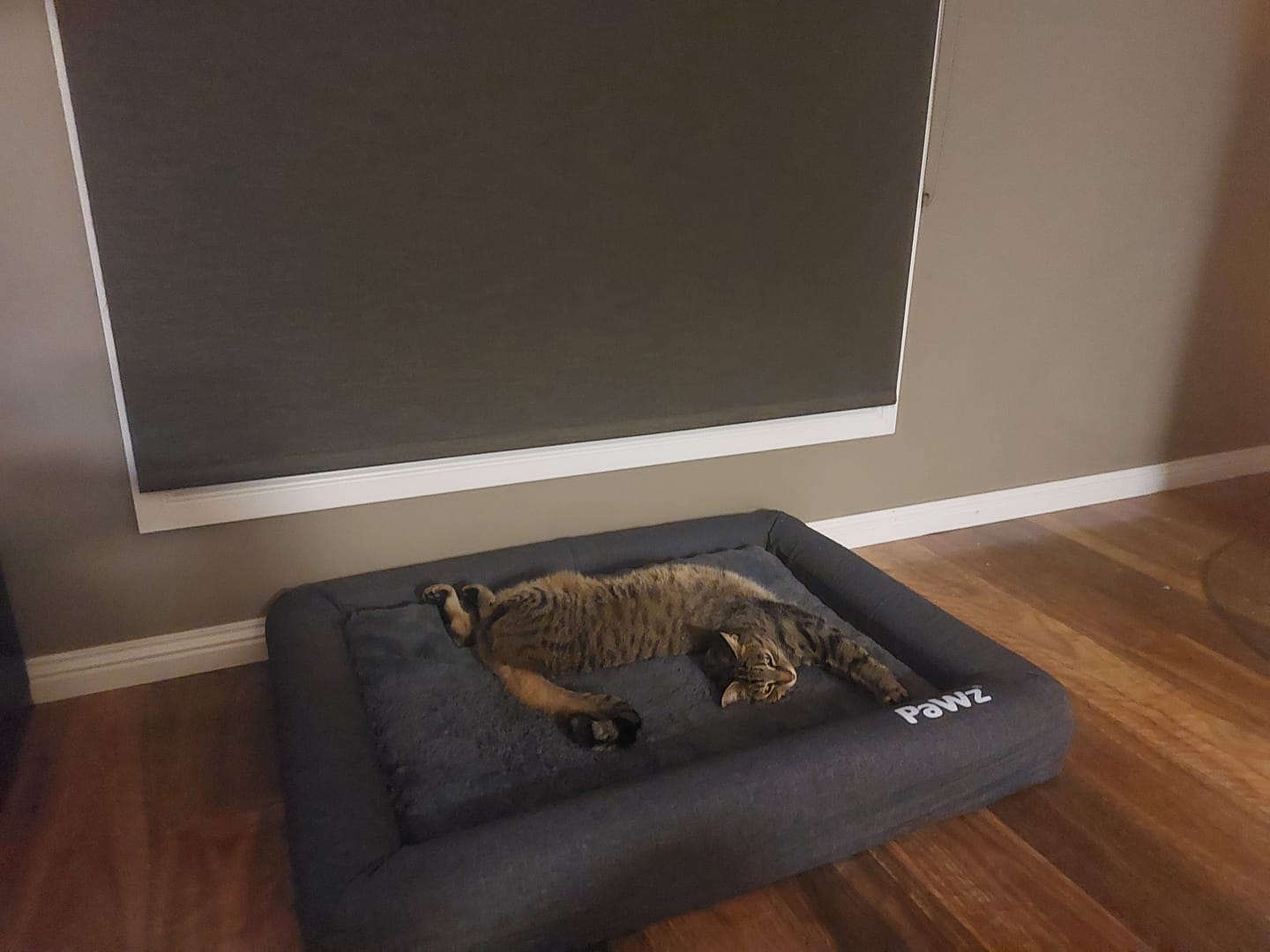 Customer photo review of PaWz Premium Memory Foam Calming Dog Bed
