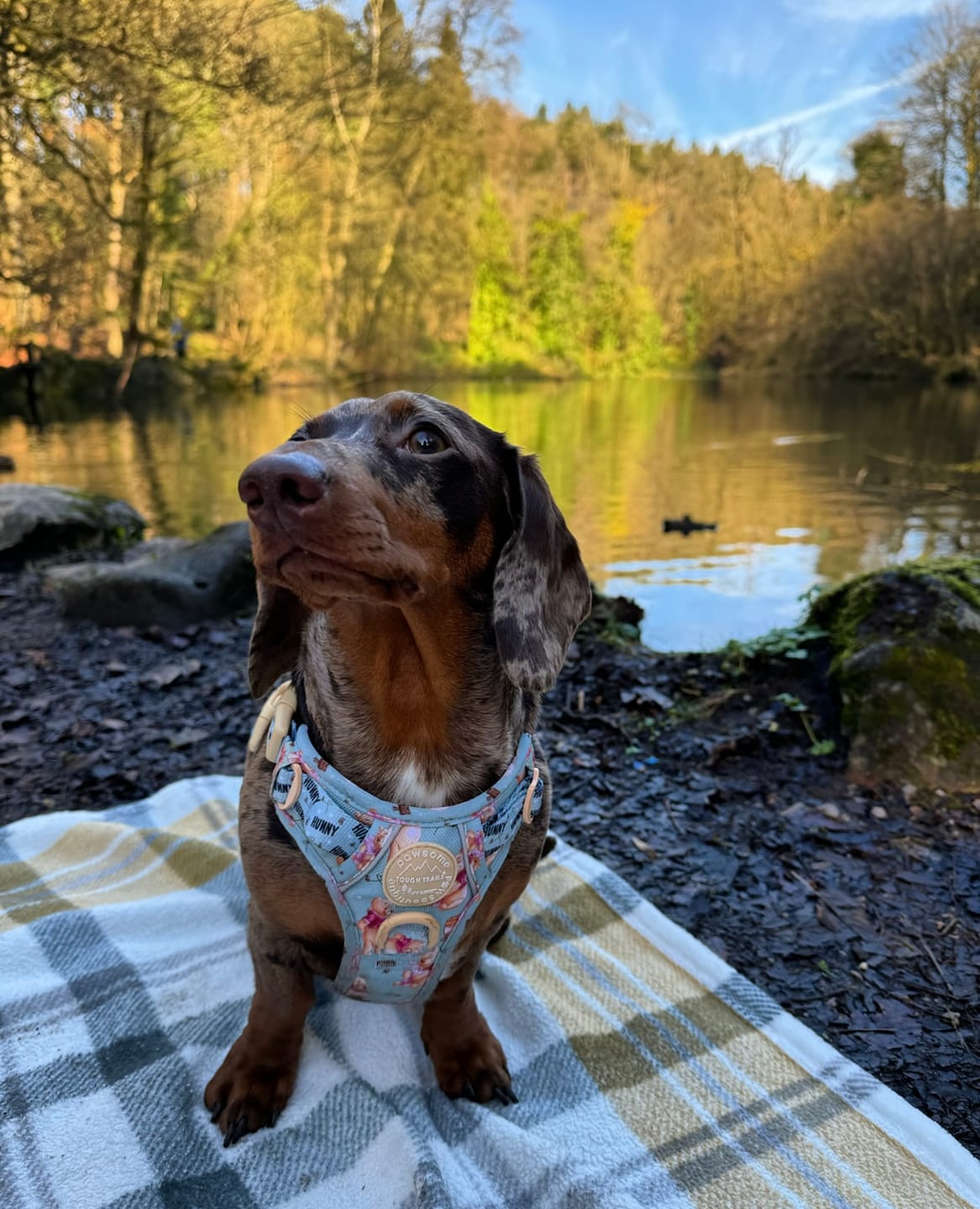 Customer photo review of Tough Trails™ Harness - Winnie The Pooh