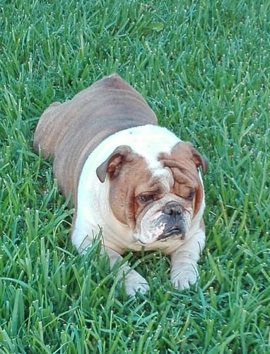 Customer photo review of Onsior®