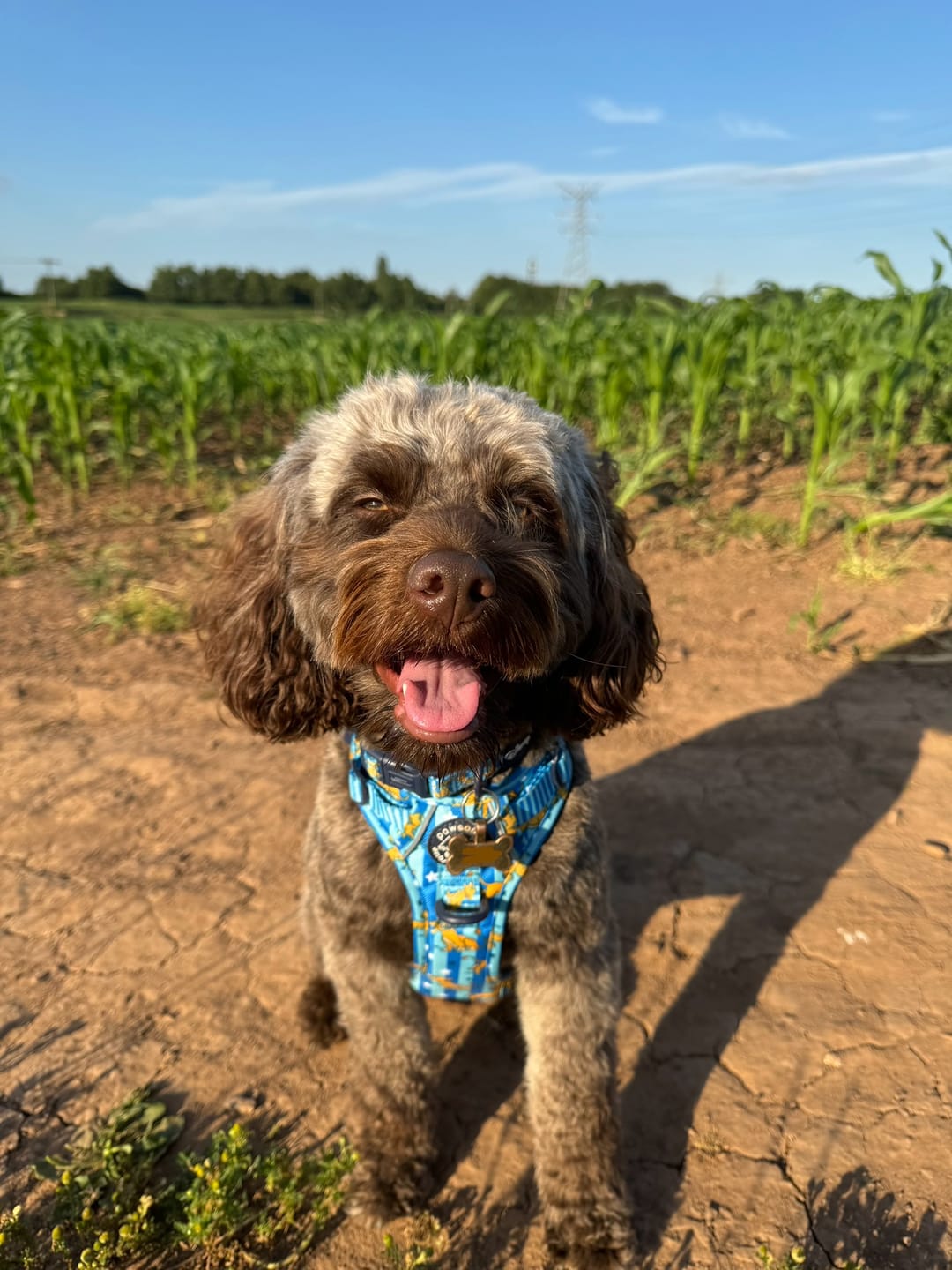 Customer photo review of Disney© Tough Trails™ Harness - Simba