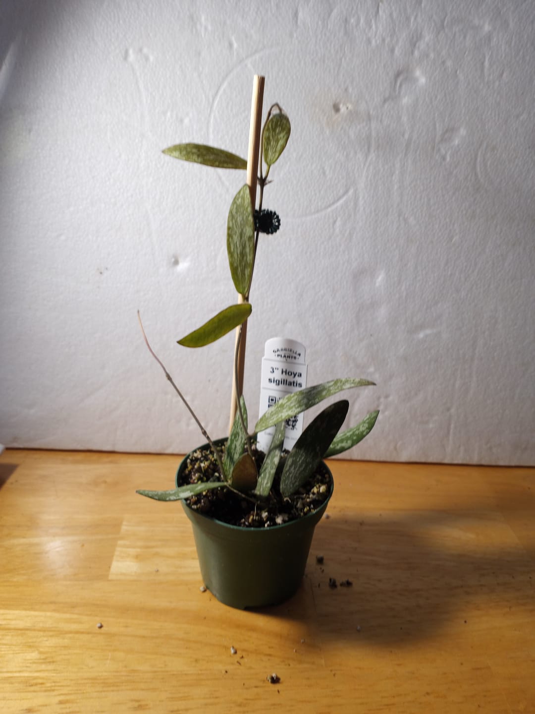 Customer photo review of Hoya sigillatis