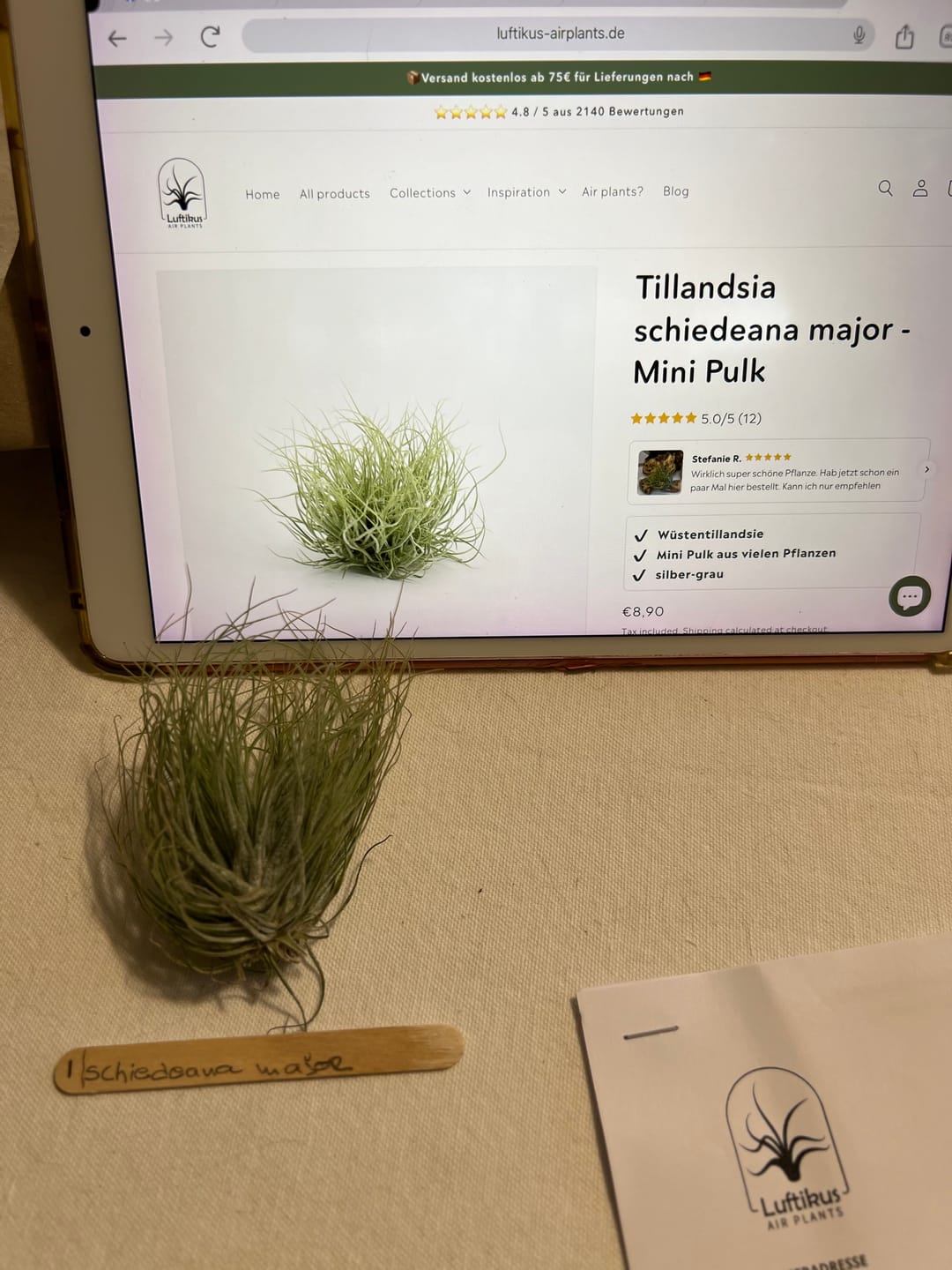 Customer photo review of Tillandsia xerographica