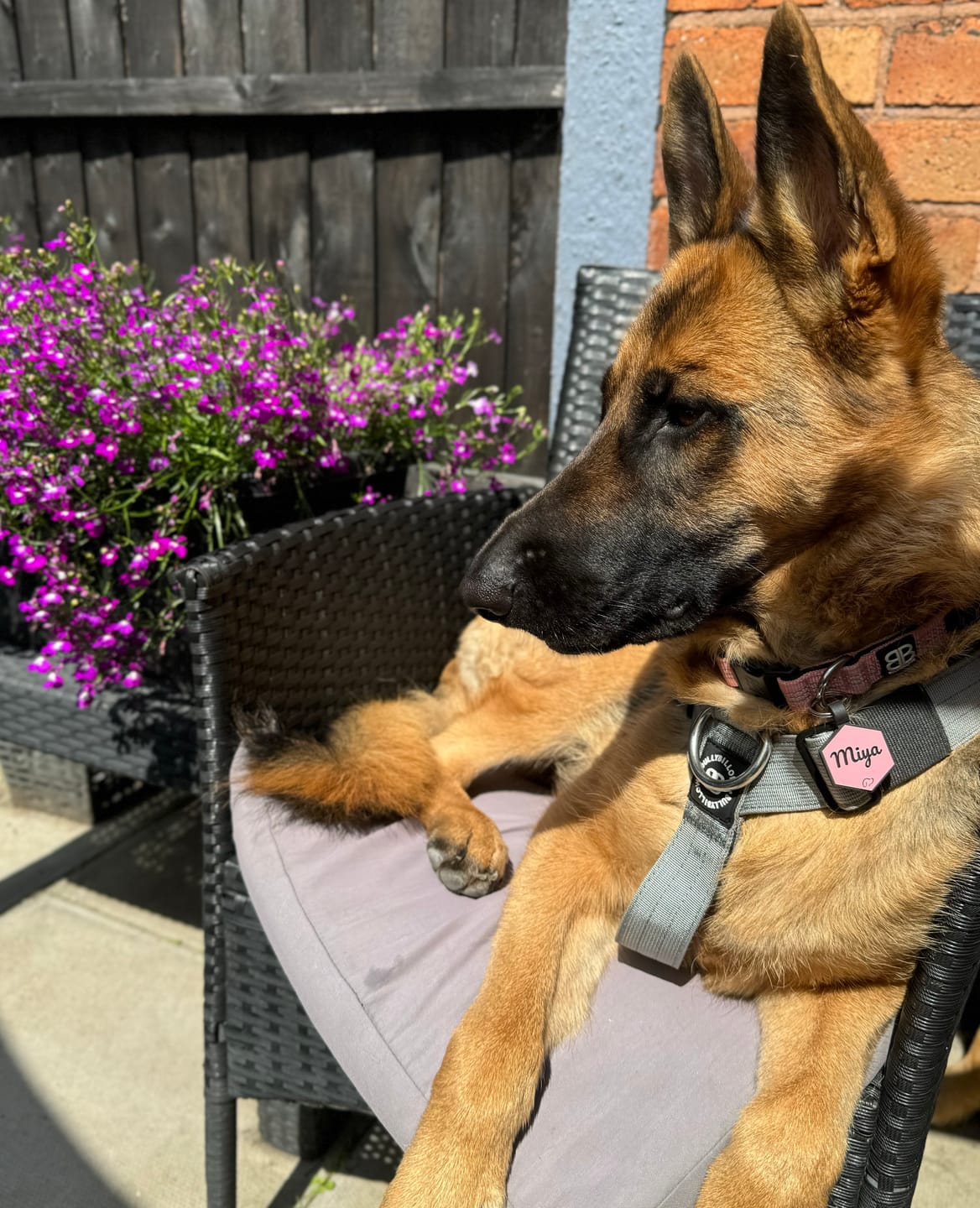 Customer photo review of TRI-Harness® | Anti-Pull, Adjustable & Durable - Dog Trainers Choice - Metal Grey v2.0