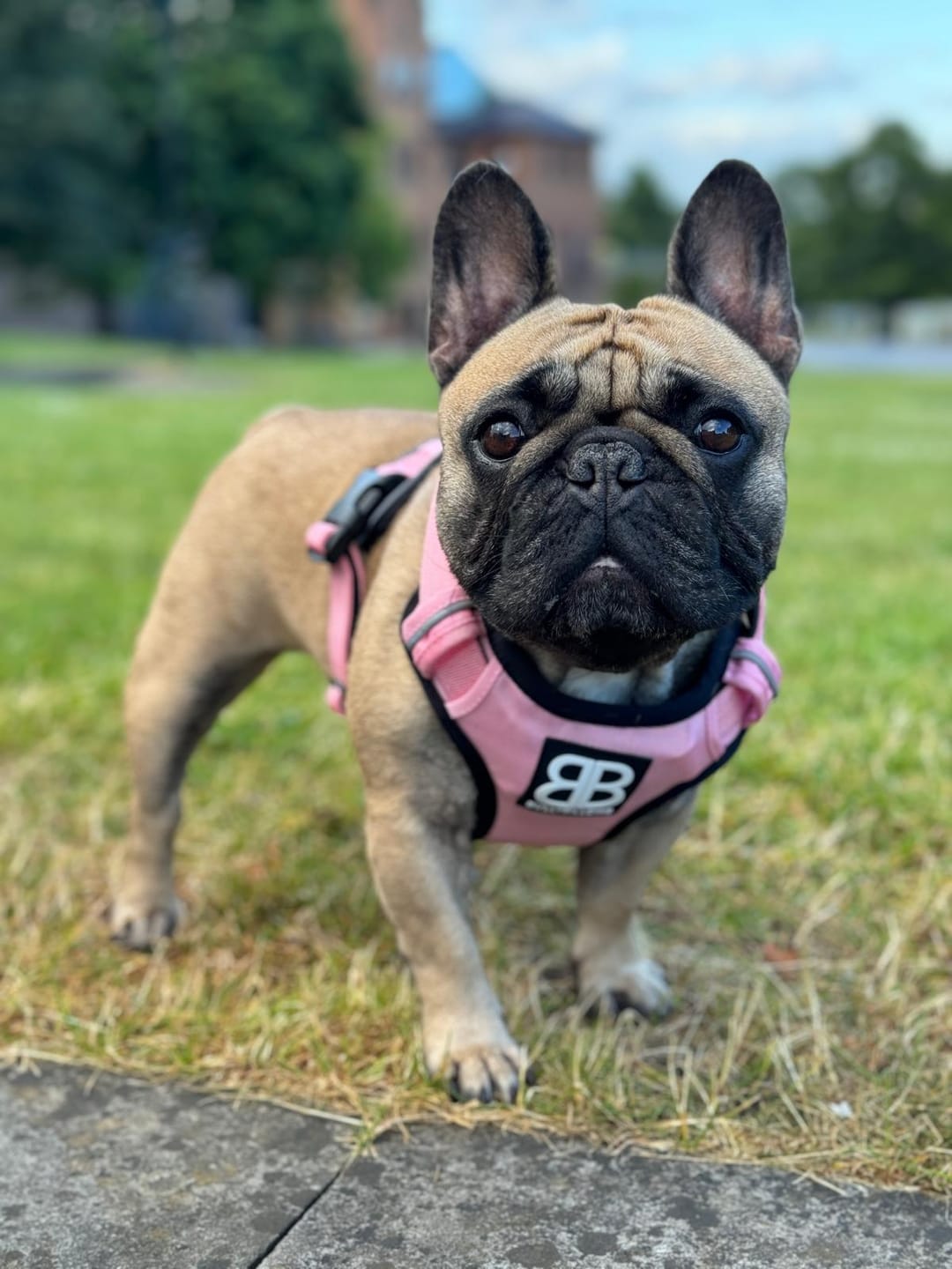 Customer photo review of Premium Comfort Harness | Non Restrictive & Adjustable - Light Military Tan