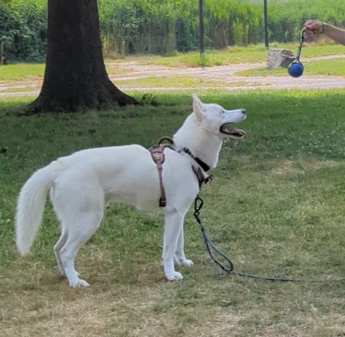 Customer photo review of Tundra Tug Toy