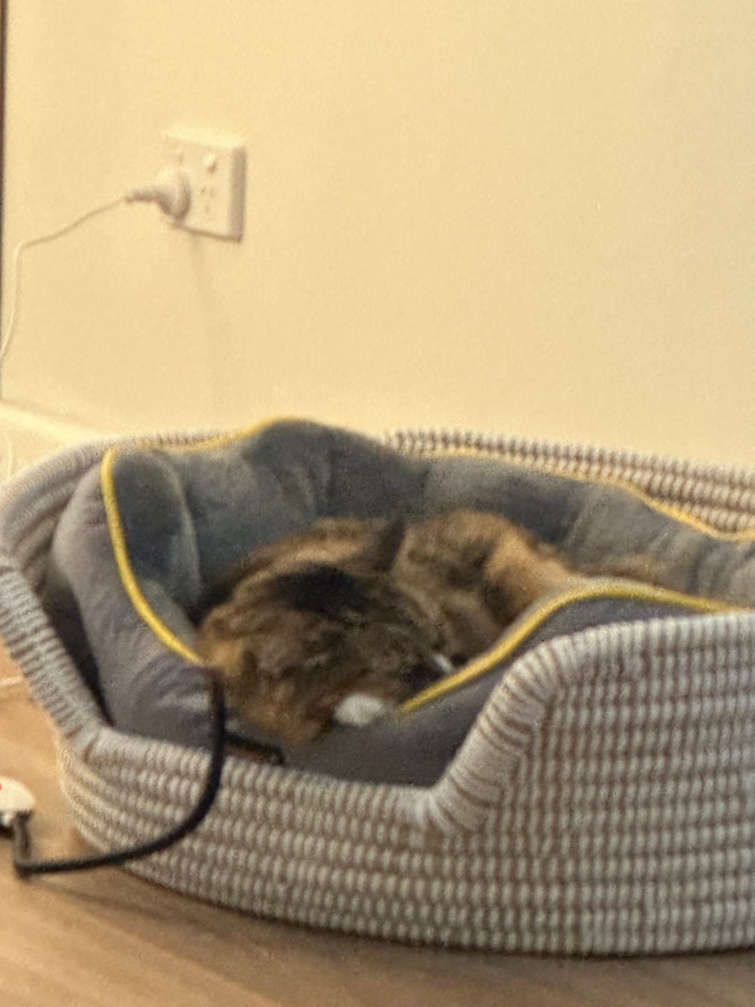 Customer photo review of PaWz Electric Pet Heater Bed Thermal Protection
