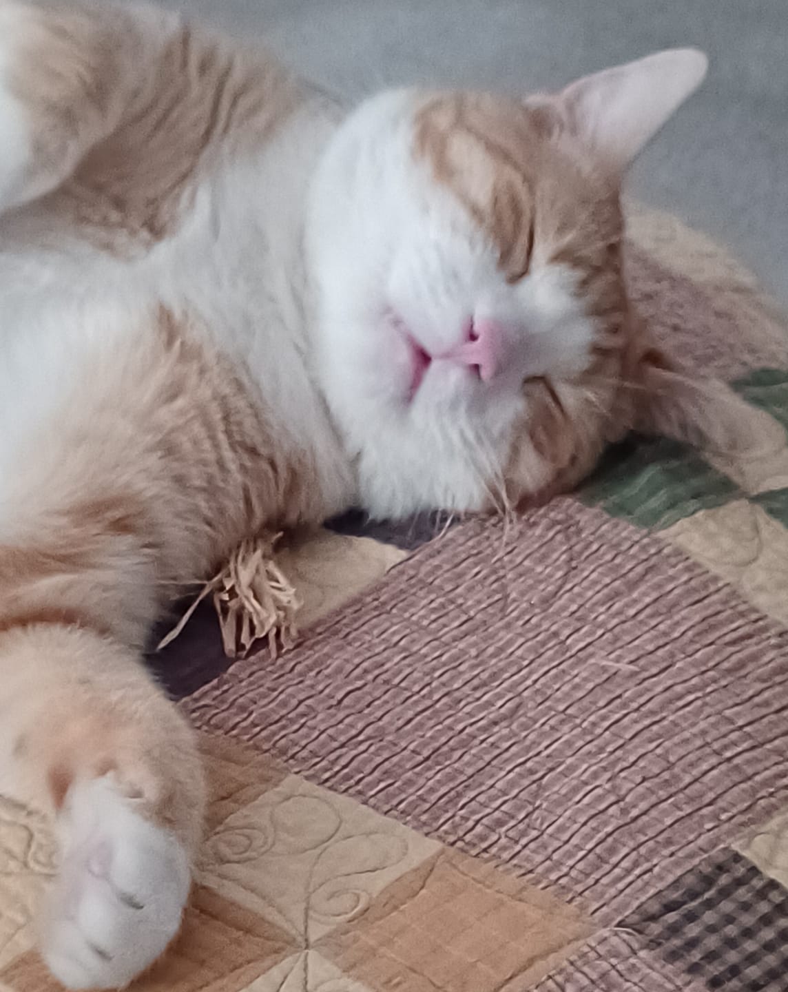 Customer photo review of RYERCAT Silvervine Cat Dental Sticks