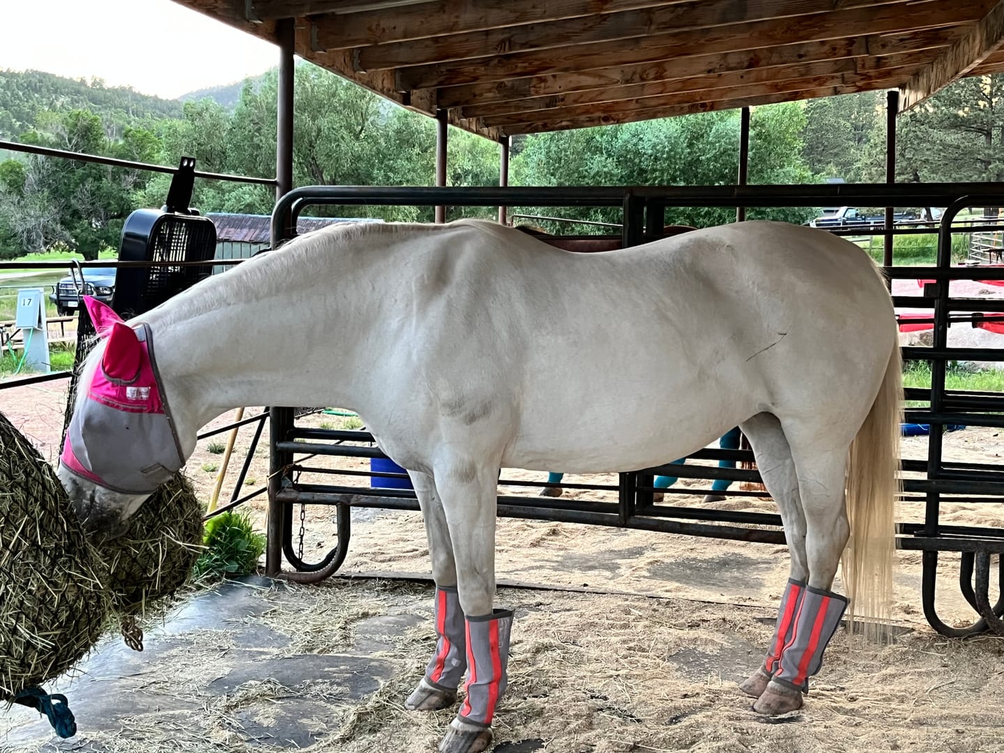 Customer photo review of Equine Aloe Vera Juice